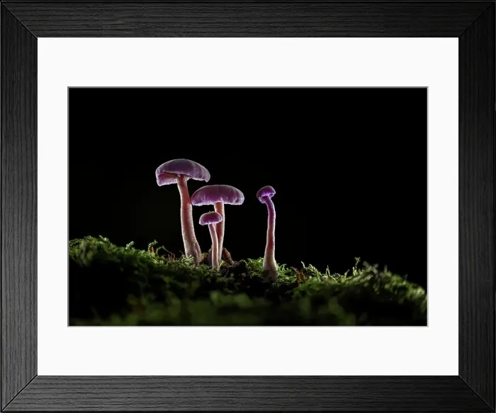 Framed Print : Amethyst Deceiver (Laccaria amethystea), New Forest National Park, Hampshire, England, UK Framed Print : Amethyst Deceiver (Laccaria amethystea), New Forest National Park, Hampshire, England, UK