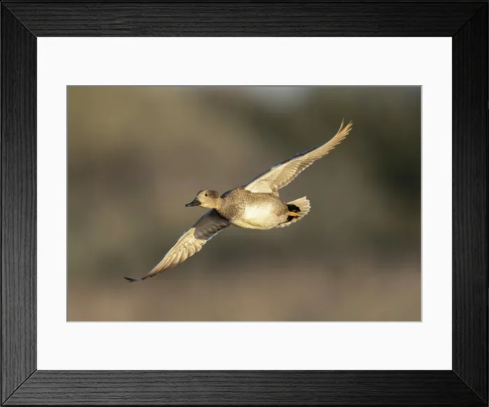 Framed Print : Gadwall (Anas strepera) in flight over Lodmoor RSPB reserve, Weymouth, Dorset, England, UK