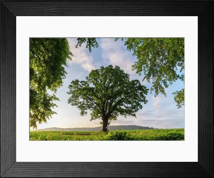 Framed Print : Beautiful mature Oak tree in the countryside near Goodrich Castle, Herefordshire, England. Summer (June) 2023 Framed Print : Beautiful mature Oak tree in the countryside near Goodrich Castle, Herefordshire, England. Summer (June) 2023