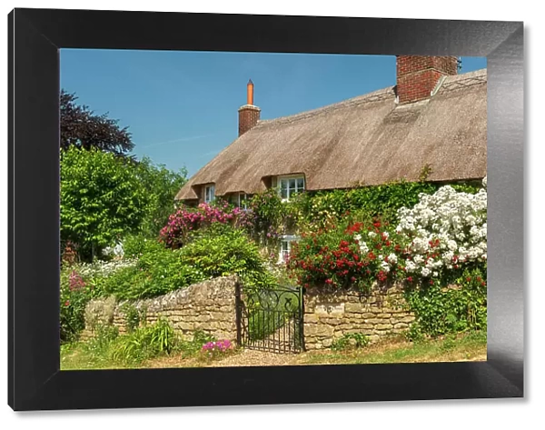 Idyllic thatched cottage and colourful flower garden in the village of Powerstock, Dorset, England. Summer (June) 2023