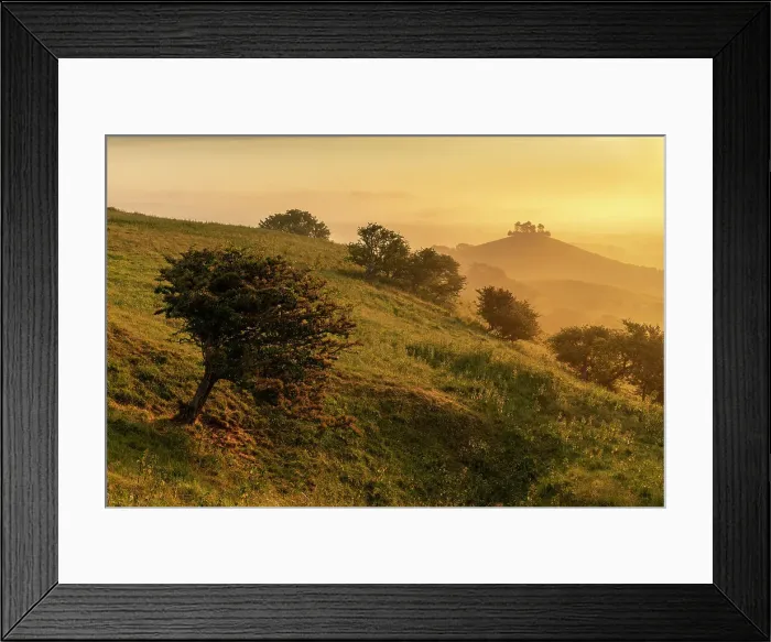 Framed Print : Golden summer morning at Colmer's Hill near Symondsbury, West Dorset, England. Summer (June) 2023 Framed Print : Golden summer morning at Colmer's Hill near Symondsbury, West Dorset, England. Summer (June) 2023