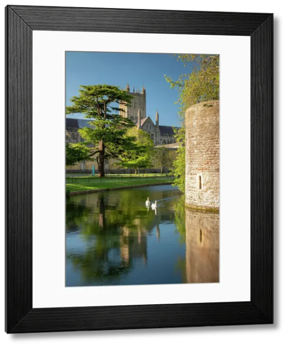 Framed Print : Wells Cathedral reflected in the Bishop's Palace moat, Wells, Somerset, England. Spring (May) 2019 Framed Print : Wells Cathedral reflected in the Bishop's Palace moat, Wells, Somerset, England. Spring (May) 2019