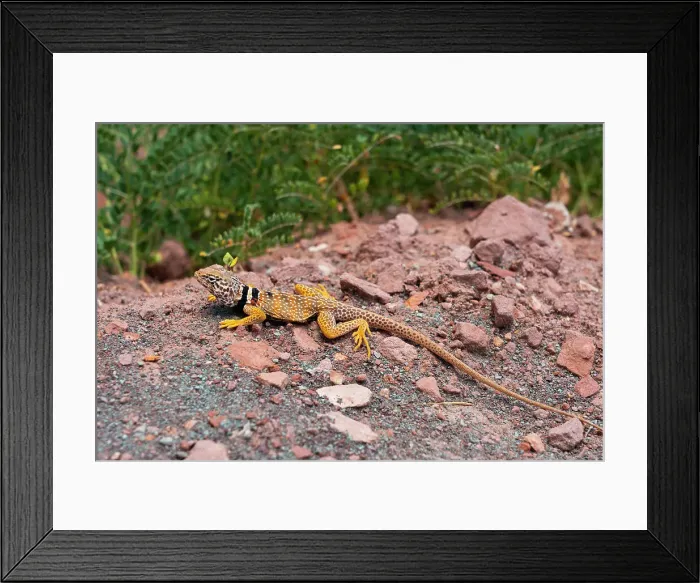 Framed Print : Great Basin collared lizard (AKA desert collared lizard; Crotaphytus bicinctores) at Zion National Park, Washington County, Utah, USA Framed Print : Great Basin collared lizard (AKA desert collared lizard; Crotaphytus bicinctores) at Zion National Park, Washington County, Utah, USA