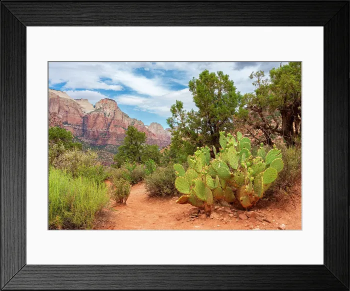 Framed Print : Point Petty mountain and cactus seen from Watchman Trail, Zion National Park, Washington County, Utah, USA Framed Print : Point Petty mountain and cactus seen from Watchman Trail, Zion National Park, Washington County, Utah, USA