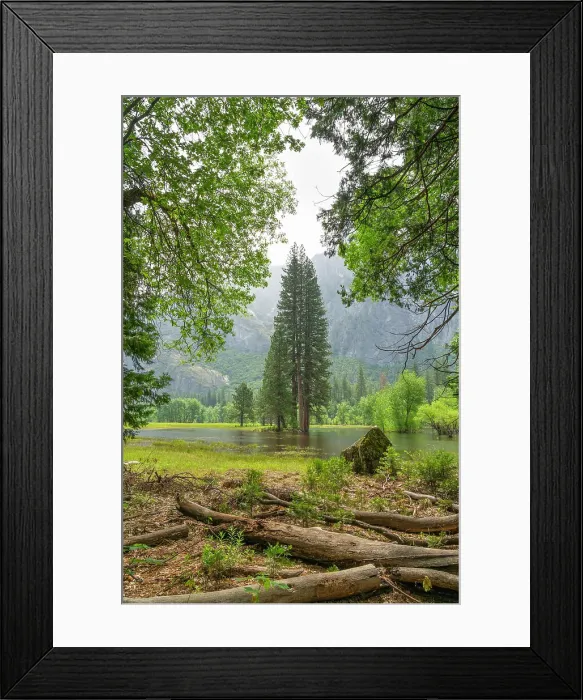 Framed Print : Tree on flooded meadow in Yosemite Valley, Yosemite National Park, UNESCO, Sierra Nevada, California, USA Framed Print : Tree on flooded meadow in Yosemite Valley, Yosemite National Park, UNESCO, Sierra Nevada, California, USA