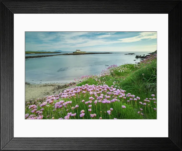 Framed Print : Sea pinks flowering at Porth Cwyfan, with St Cwyfan's Church on a tidal islet in the bay, Anglesey, Wales, UK. Spring (May) 2019 Framed Print : Sea pinks flowering at Porth Cwyfan, with St Cwyfan's Church on a tidal islet in the bay, Anglesey, Wales, UK. Spring (May) 2019