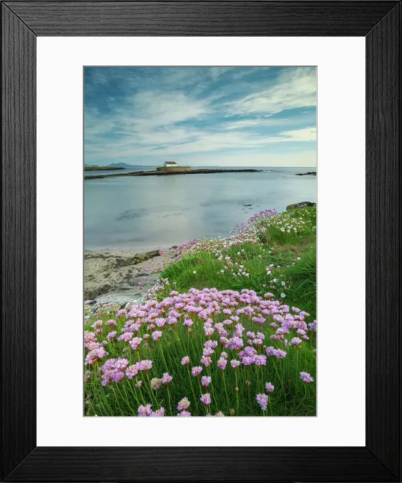 Framed Print : Sea pinks flowering at Porth Cwyfan, with St Cwyfan's Church on a tidal islet in the bay, Anglesey, Wales, UK. Spring (May) 2019 Framed Print : Sea pinks flowering at Porth Cwyfan, with St Cwyfan's Church on a tidal islet in the bay, Anglesey, Wales, UK. Spring (May) 2019