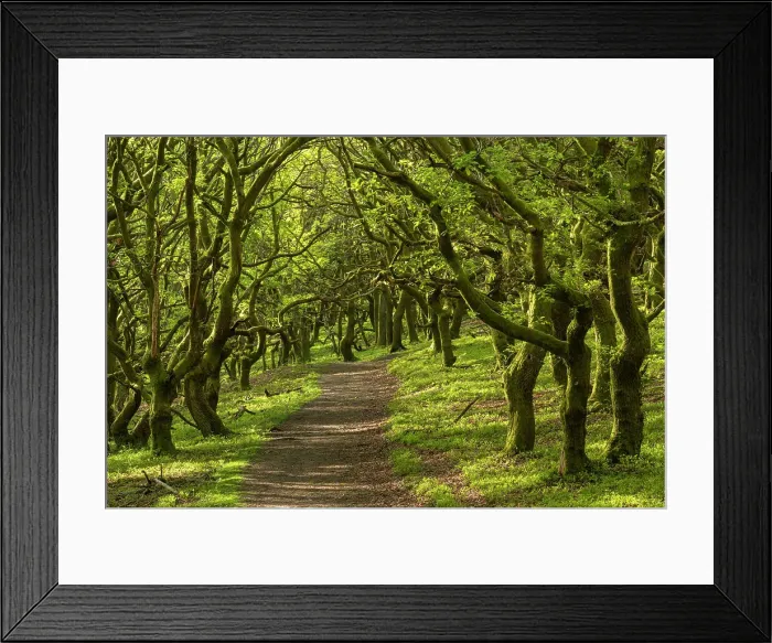 Framed Print : Path through deciduous woodland in St Mary's Vale below Sugar Loaf mountain, Bannau Brycheiniog (formerly Brecon Beacons), Abergavenny, Powys, Wales, UK. Spring (May) 2019 Framed Print : Path through deciduous woodland in St Mary's Vale below Sugar Loaf mountain, Bannau Brycheiniog (formerly Brecon Beacons), Abergavenny, Powys, Wales, UK. Spring (May) 2019