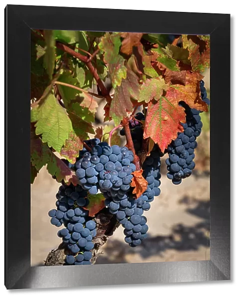 Grapes on the Vine, Rioja Region, Spain