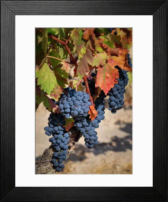 Framed Print : Grapes on the Vine, Rioja Region, Spain