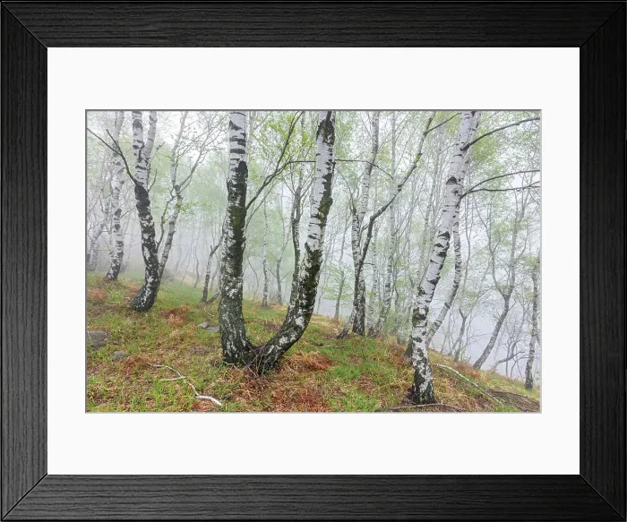 Framed Print : Switzerland, Canton Ticino, Val Capriasca, Gola di Lago, Silver birch trees Framed Print : Switzerland, Canton Ticino, Val Capriasca, Gola di Lago, Silver birch trees