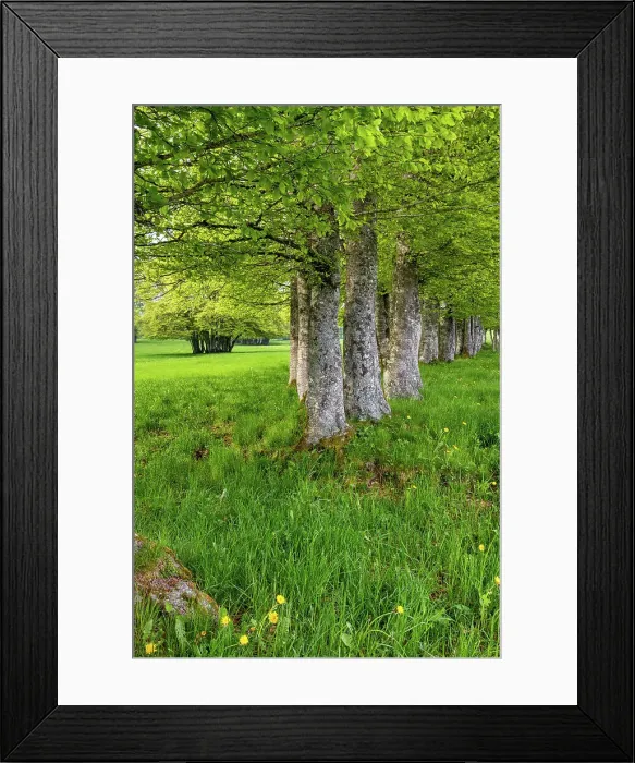 Framed Print : Switzerland, Canton Vaud, Waadtlander Jura, Buchen Framed Print : Switzerland, Canton Vaud, Waadtlander Jura, Buchen