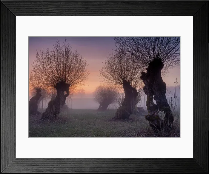 Framed Print : Switzerland, Berner Oberland, Seeland, Meienried, Nature Reserve, Pollard Willow trees
