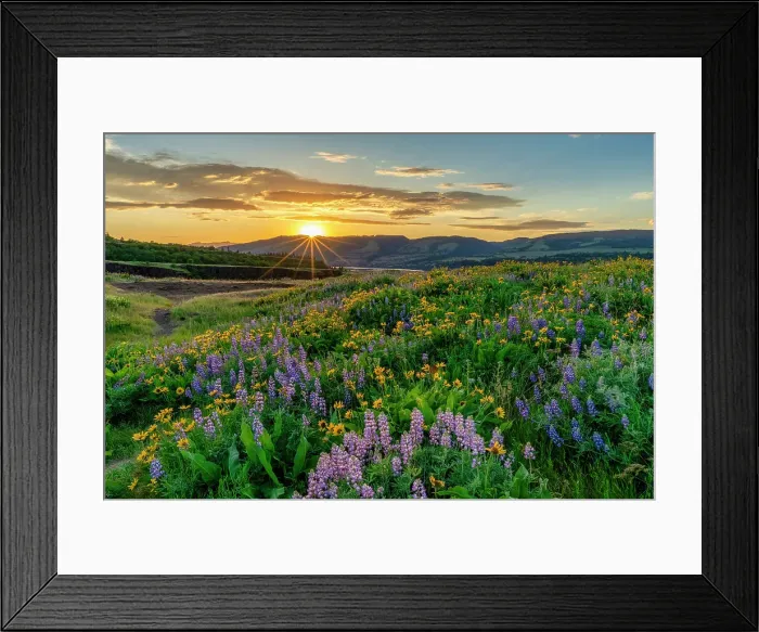 Framed Print : Wildflowers at Sunset, Tom McCall Preserve, Columbia Gorge, Oregon, USA Framed Print : Wildflowers at Sunset, Tom McCall Preserve, Columbia Gorge, Oregon, USA