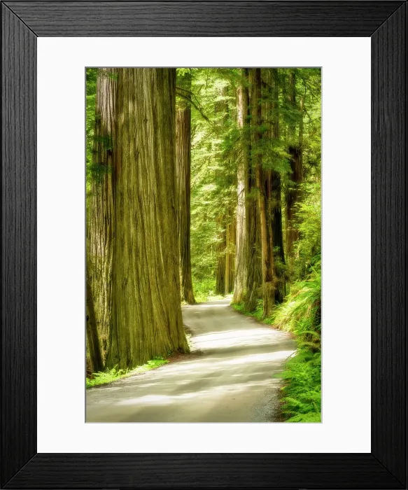 Framed Print : Road through Giant Redwoods, Jedediah Smith Redwoods State Park, California, USA Framed Print : Road through Giant Redwoods, Jedediah Smith Redwoods State Park, California, USA