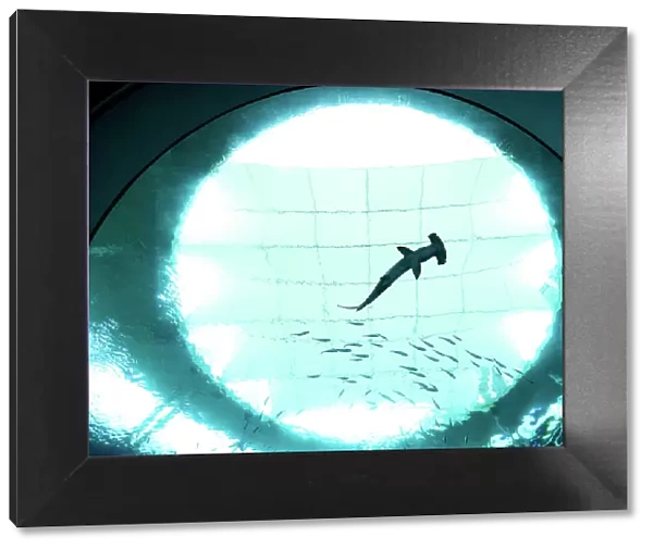 USA, Miami, Florida, Frost Science Aquarium, Oculus Lens, Viewing Portal, Hammerhead Shark