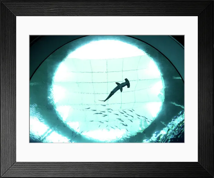 Framed Print : USA, Miami, Florida, Frost Science Aquarium, Oculus Lens, Viewing Portal, Hammerhead Shark Framed Print : USA, Miami, Florida, Frost Science Aquarium, Oculus Lens, Viewing Portal, Hammerhead Shark