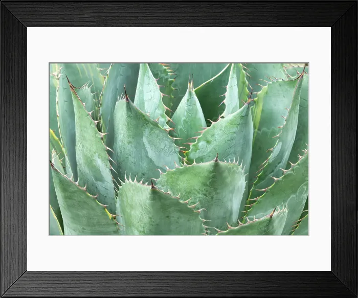 Framed Print : Agave parri, Descanso Gardens, La Canāda, California, USA Framed Print : Agave parri, Descanso Gardens, La Canāda, California, USA