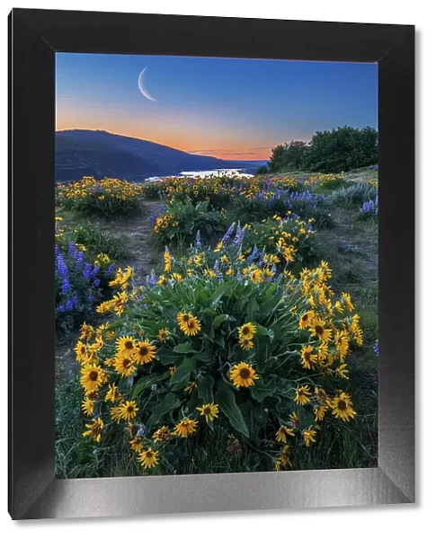 Moon over Wildflowers at Sunrise, Tom McCall Preserve, Columbia Gorge, Oregon, USA