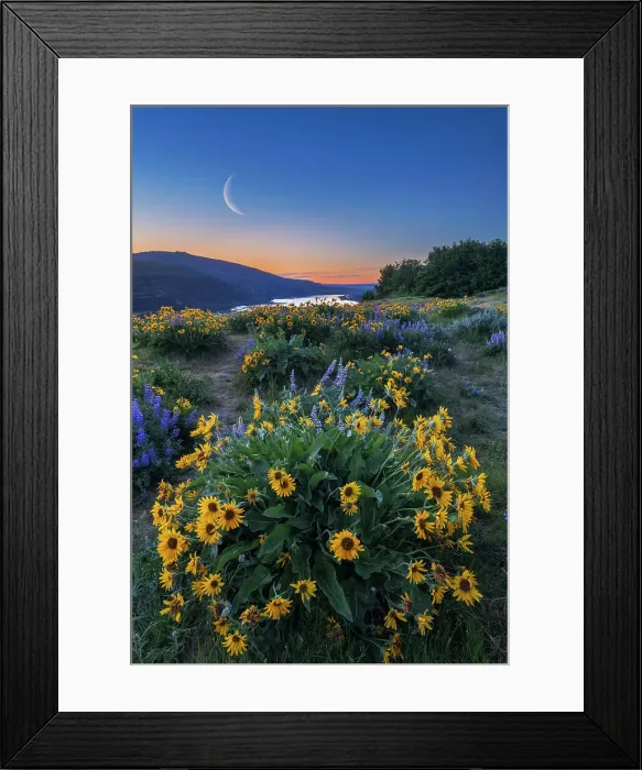 Framed Print : Moon over Wildflowers at Sunrise, Tom McCall Preserve, Columbia Gorge, Oregon, USA Framed Print : Moon over Wildflowers at Sunrise, Tom McCall Preserve, Columbia Gorge, Oregon, USA
