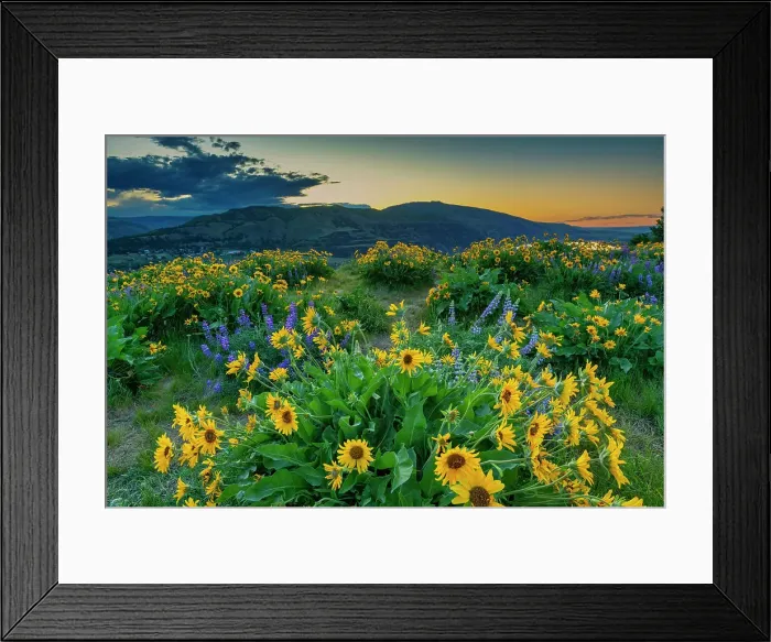 Framed Print : Wildflowers at Sunrise, Tom McCall Preserve, Columbia Gorge, Oregon, USA Framed Print : Wildflowers at Sunrise, Tom McCall Preserve, Columbia Gorge, Oregon, USA