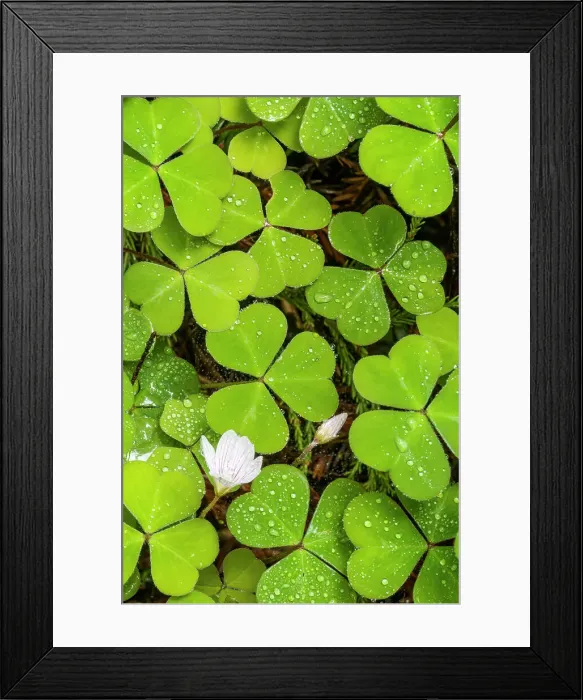 Framed Print : Redwood Sorrel (Oxalis oregano), Jedediah Smith Redwoods State Park, California, USA Framed Print : Redwood Sorrel (Oxalis oregano), Jedediah Smith Redwoods State Park, California, USA