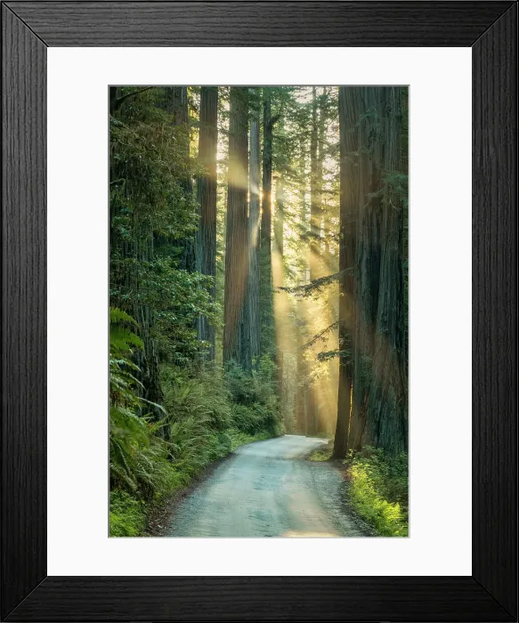 Framed Print : Sunrays trhrough Redwoods, Jedediah Smith Redwoods State Park, California, USA Framed Print : Sunrays trhrough Redwoods, Jedediah Smith Redwoods State Park, California, USA