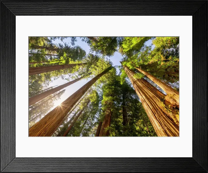 Framed Print : Towering Giant Redwoods, Jedediah Smith Redwoods State Park, California, USA Framed Print : Towering Giant Redwoods, Jedediah Smith Redwoods State Park, California, USA
