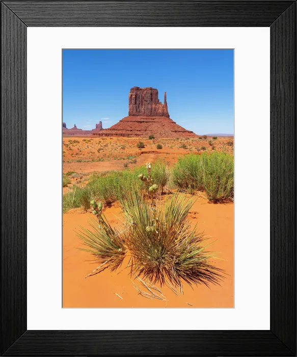 Framed Print : Plants against West Mitten Butte in Monument Valley Tribal Park, Navajo County, Arizona, USA Framed Print : Plants against West Mitten Butte in Monument Valley Tribal Park, Navajo County, Arizona, USA