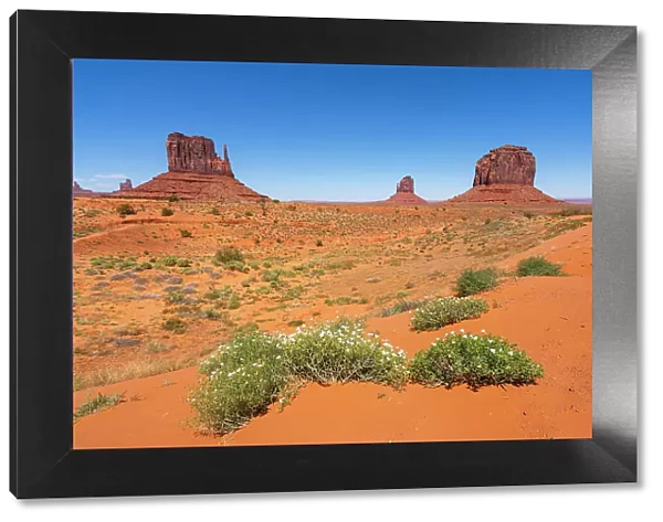 Plants against Mitten Buttes in Monument Valley Tribal Park, Navajo County, Arizona, USA