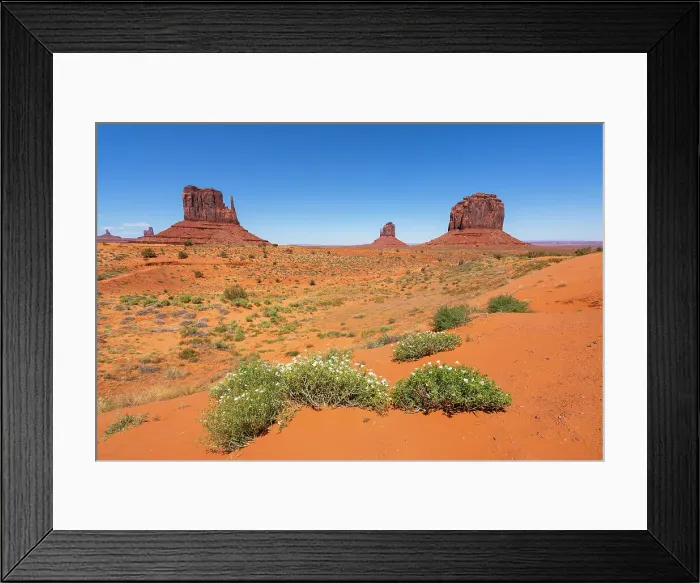 Framed Print : Plants against Mitten Buttes in Monument Valley Tribal Park, Navajo County, Arizona, USA Framed Print : Plants against Mitten Buttes in Monument Valley Tribal Park, Navajo County, Arizona, USA