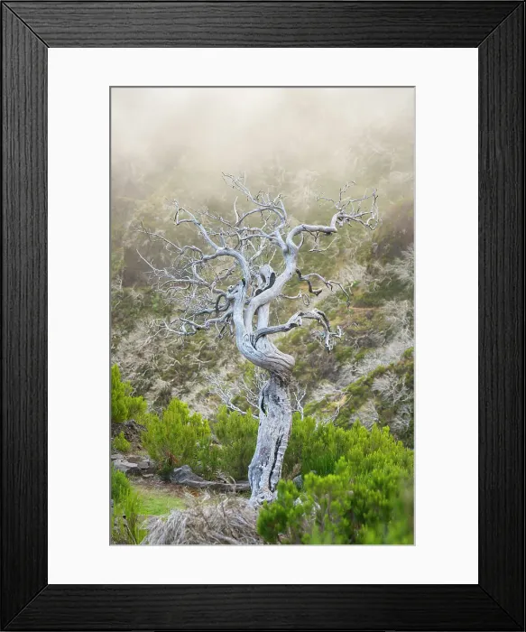 Framed Print : Single dried bare tree along trail to Pico Ruivo, Santana, Madeira, Portugal Framed Print : Single dried bare tree along trail to Pico Ruivo, Santana, Madeira, Portugal