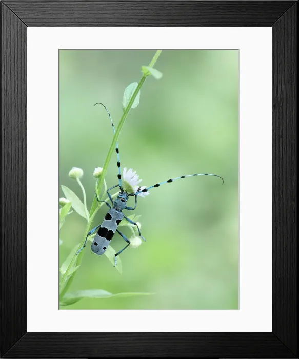 Framed Print : Rosalia longicorn (Rosalia alpina) or Alpine longhorn beetle, Bovec, Julian Alps, Slovenia Framed Print : Rosalia longicorn (Rosalia alpina) or Alpine longhorn beetle, Bovec, Julian Alps, Slovenia