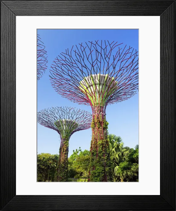 Framed Print : Supertrees in Gardens by the Bay, Singapore Framed Print : Supertrees in Gardens by the Bay, Singapore