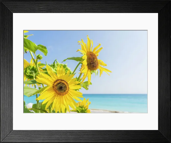 Framed Print : Sunflowers at Lourdas beach, Kefalonia, Ionian Islands, Greek Islands, Greece