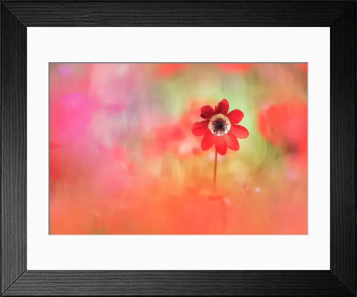 Framed Print : Wildflower meadow, Meteora, Greece Framed Print : Wildflower meadow, Meteora, Greece