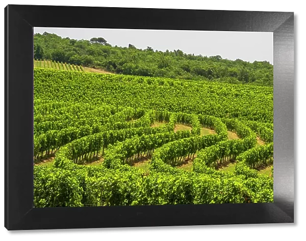 Italy, Tuscany. A vineyard in the Chianti area near to Castelnuovo Berardenga