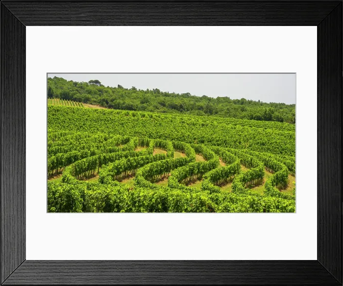 Framed Print : Italy, Tuscany. A vineyard in the Chianti area near to Castelnuovo Berardenga Framed Print : Italy, Tuscany. A vineyard in the Chianti area near to Castelnuovo Berardenga
