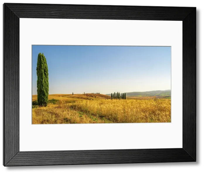 Framed Print : Italy, Tuscany. A typical landscape with field and cypresses near to San Quirico d'Orcia