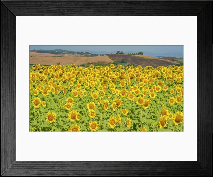 Framed Print : Italy, Tuscany. A sunflower field near to Buonconvento