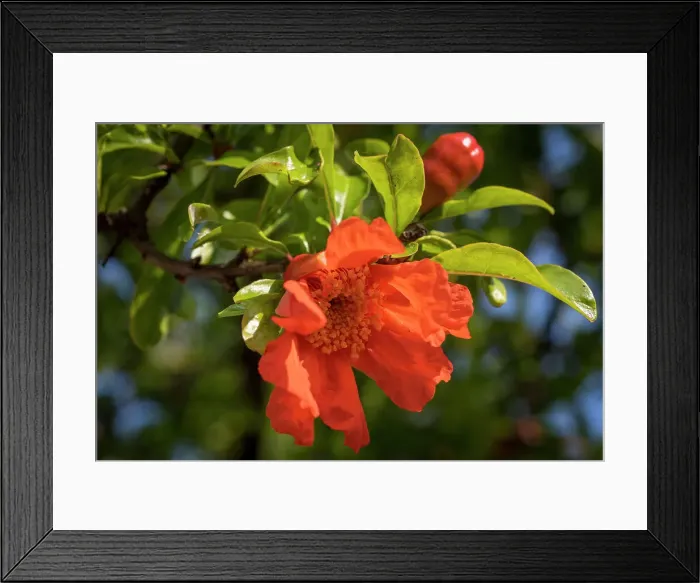 Framed Print : Italy, Tuscany. A pomegranate flower in a tree Framed Print : Italy, Tuscany. A pomegranate flower in a tree