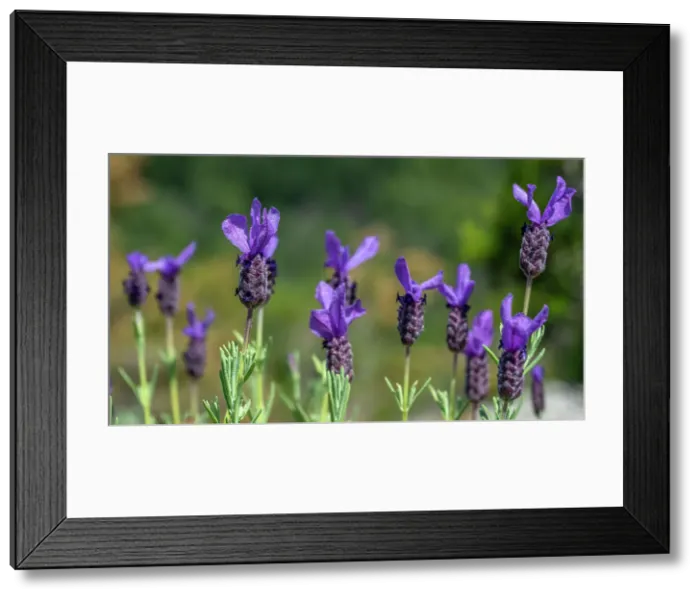 Framed Print : Italy, Tuscany, Elba. Wild lavender on a footpath