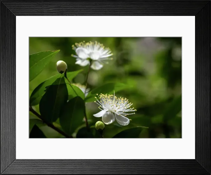 Framed Print : Italy, Tuscany, Elba. a macro of a myrtl flower Framed Print : Italy, Tuscany, Elba. a macro of a myrtl flower