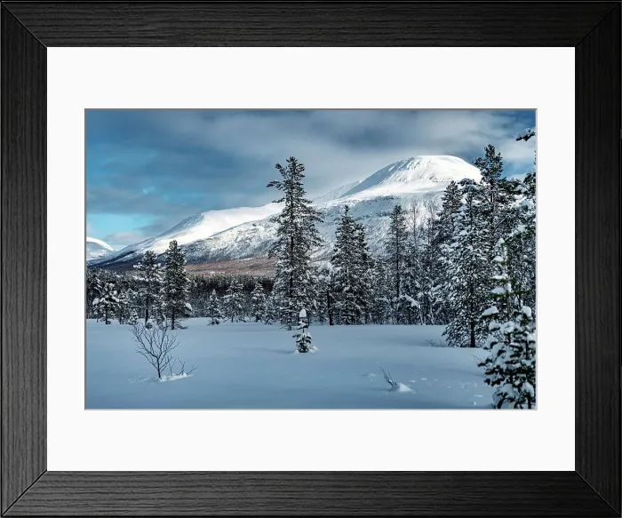 Framed Print : Frost on frozen trees in the winter snowy landscape, Lyngen Alps, Tromso, Troms og Finnmark, Norway Framed Print : Frost on frozen trees in the winter snowy landscape, Lyngen Alps, Tromso, Troms og Finnmark, Norway