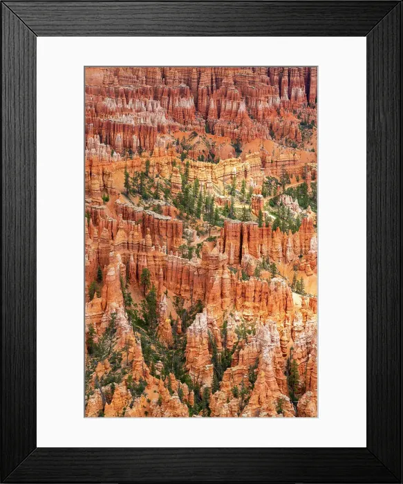 Framed Print : Forest in Bryce canyon surrounded by hoodoos, Bryce Point, Bryce Canyon National Park, Utah, USA Framed Print : Forest in Bryce canyon surrounded by hoodoos, Bryce Point, Bryce Canyon National Park, Utah, USA