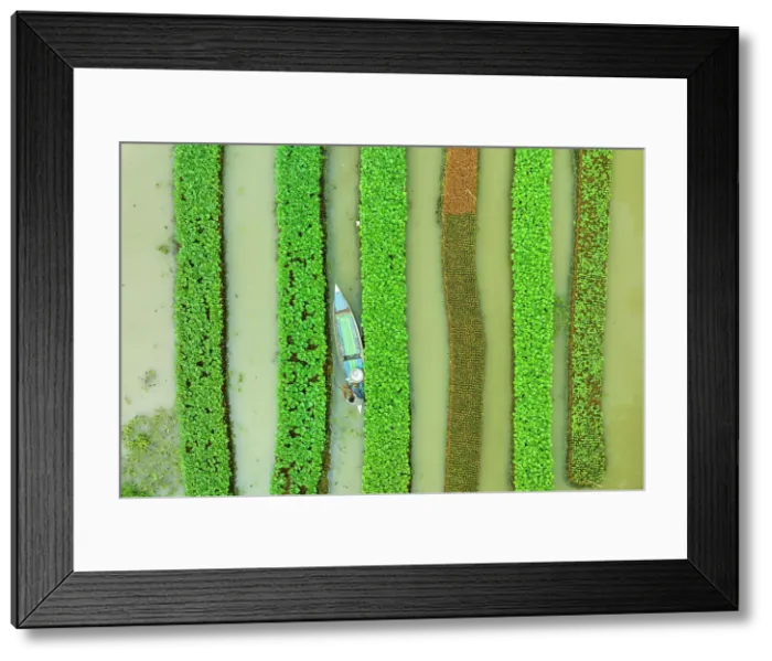 Framed Print : Aerial view of traditional floating vegetables garden along the creek in a plantation field in Nazipur, Barisal, Bangladesh Framed Print : Aerial view of traditional floating vegetables garden along the creek in a plantation field in Nazipur, Barisal, Bangladesh