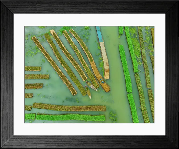 Framed Print : Aerial view of traditional floating vegetables garden along the creek in a plantation field in Nazipur, Barisal, Bangladesh