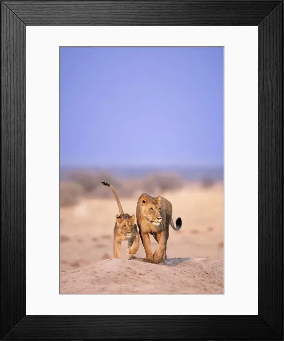 Framed Print : Lioness and cub, Kalahari Desert, Botswana