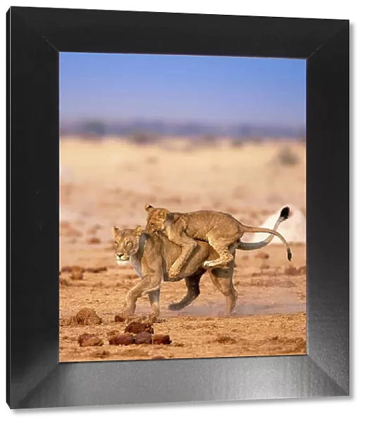 Lion, Kalahari Desert, Botswana