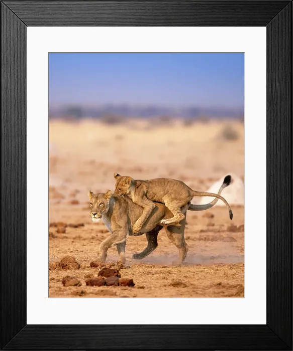 Framed Print : Lion, Kalahari Desert, Botswana Framed Print : Lion, Kalahari Desert, Botswana